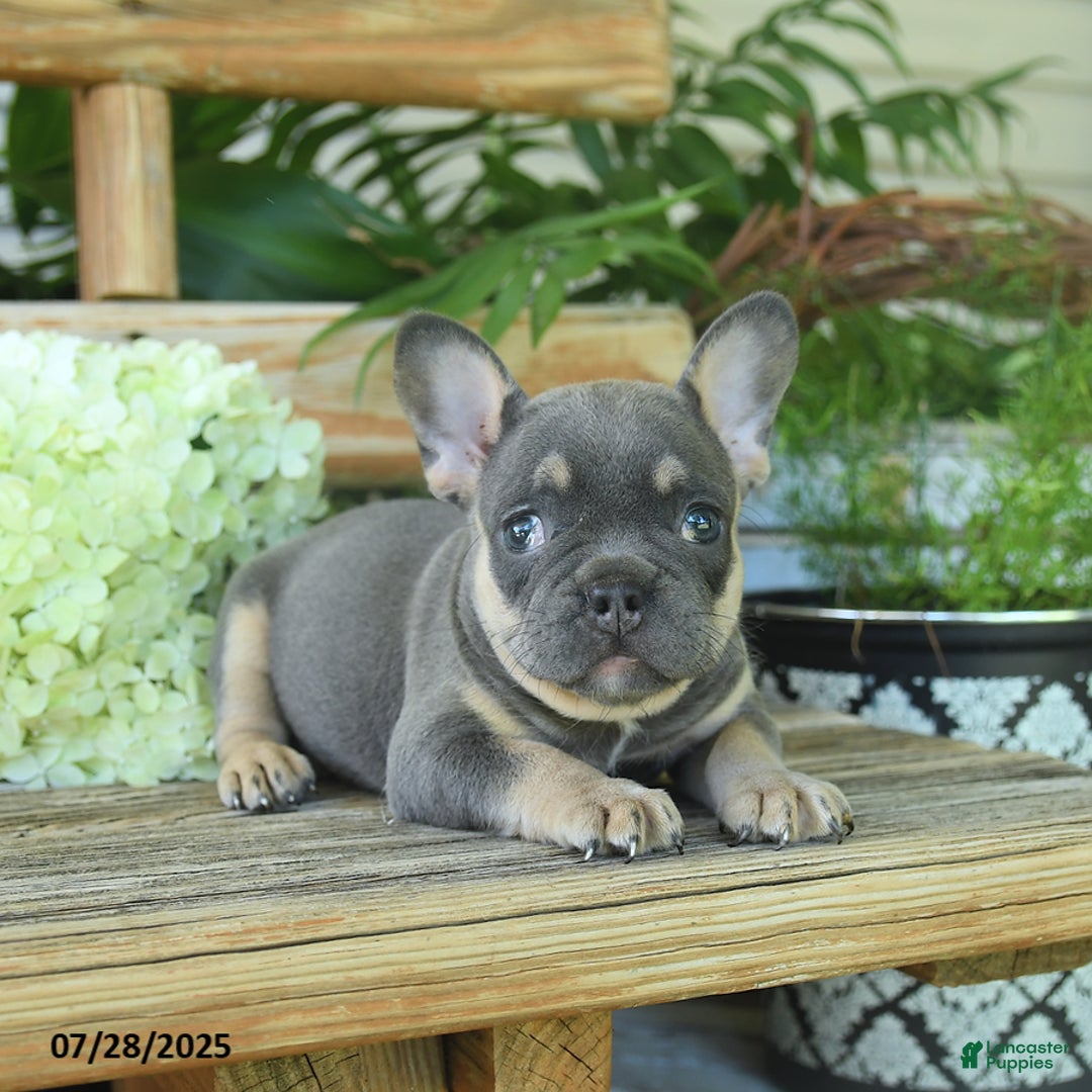 French Bulldog dogs for sale: Tootsie - Image 3