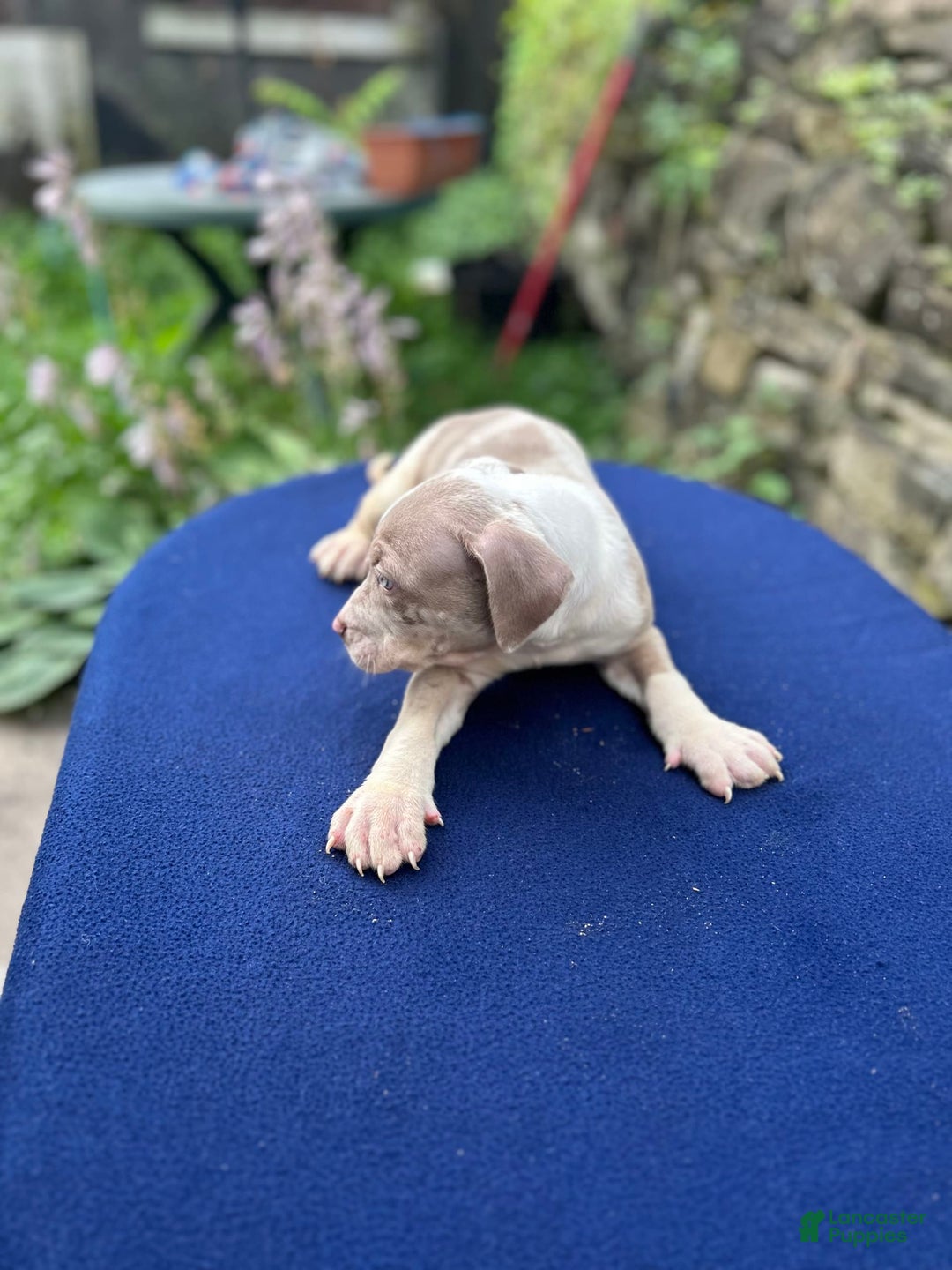 American Bully dogs for sale: Hot Head / Deja Vu - Image 16