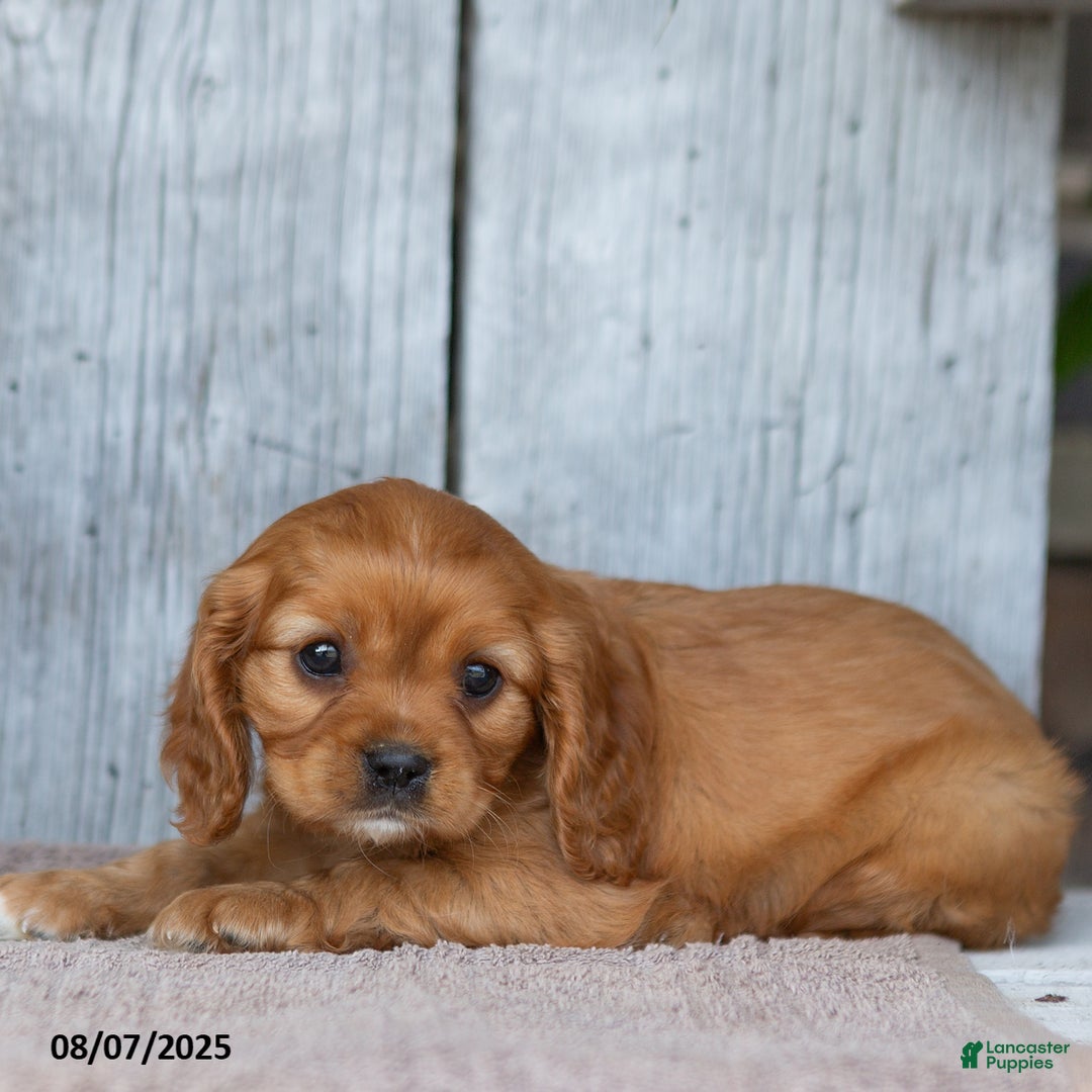Cavalier King Charles Spaniel dogs for sale: Twila - Image 4