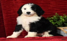 Sheepadoodle dogs for sale: Molly - Image 3