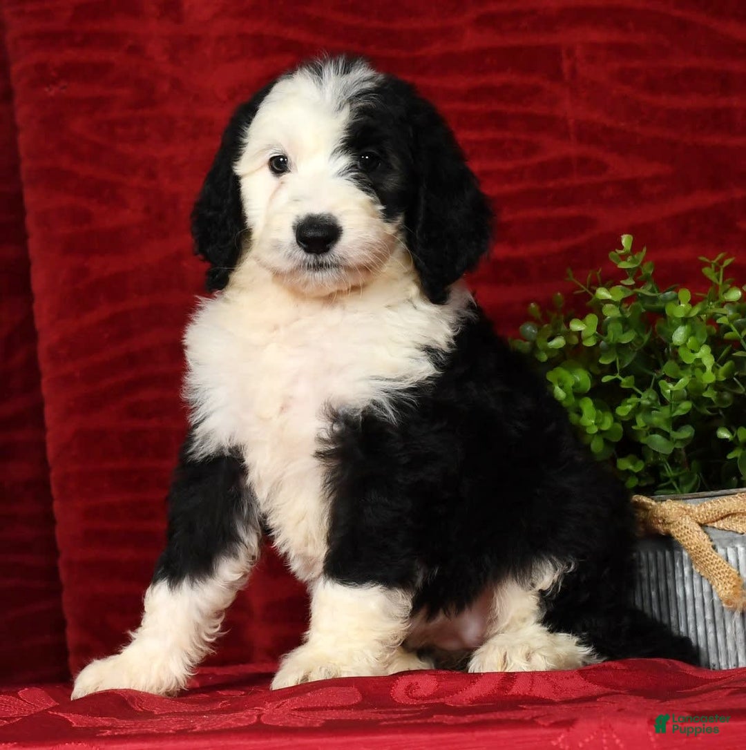 Sheepadoodle dogs for sale: Molly - Image 3