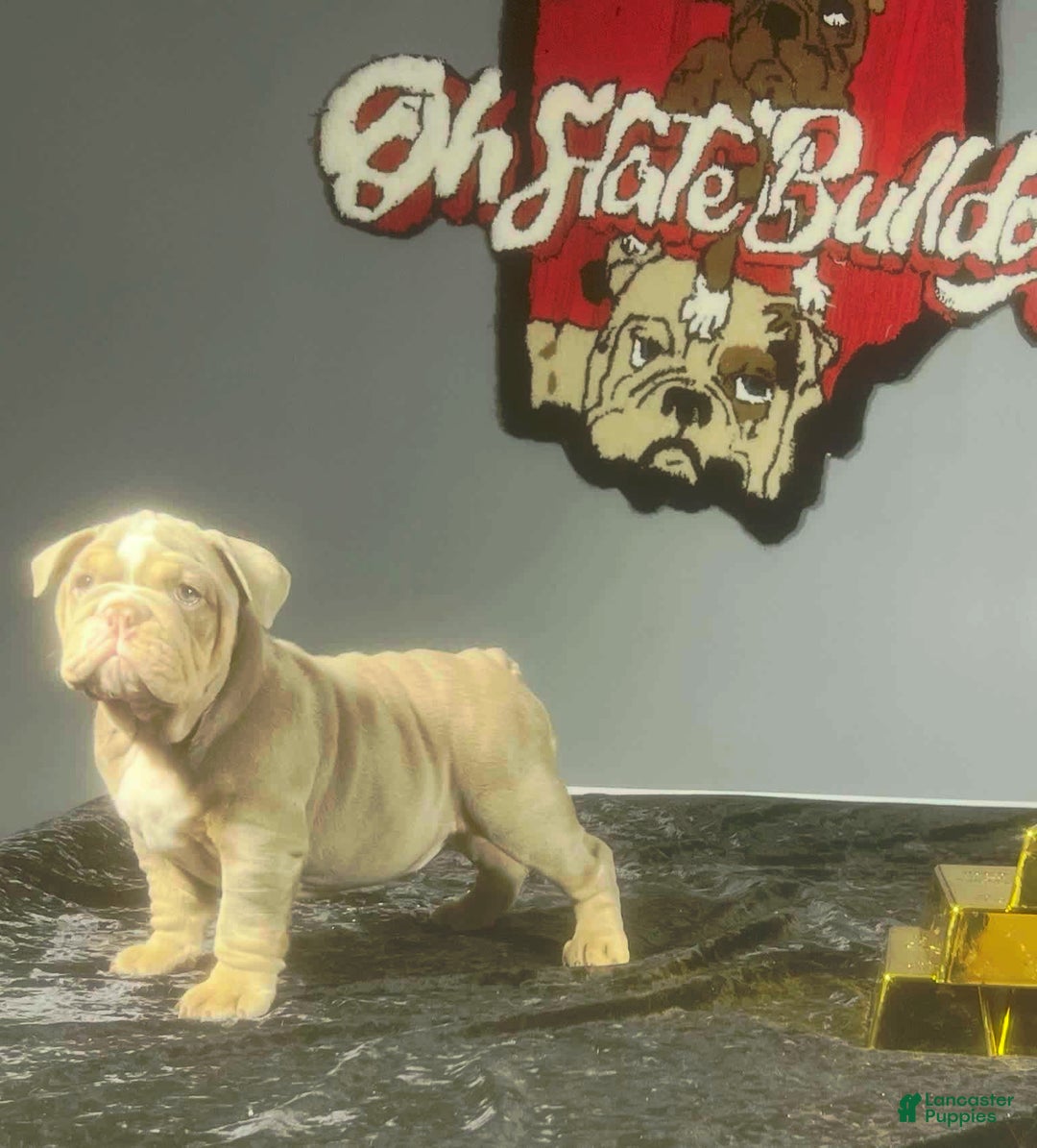 English Bulldog dogs for sale: Boom - Image 3