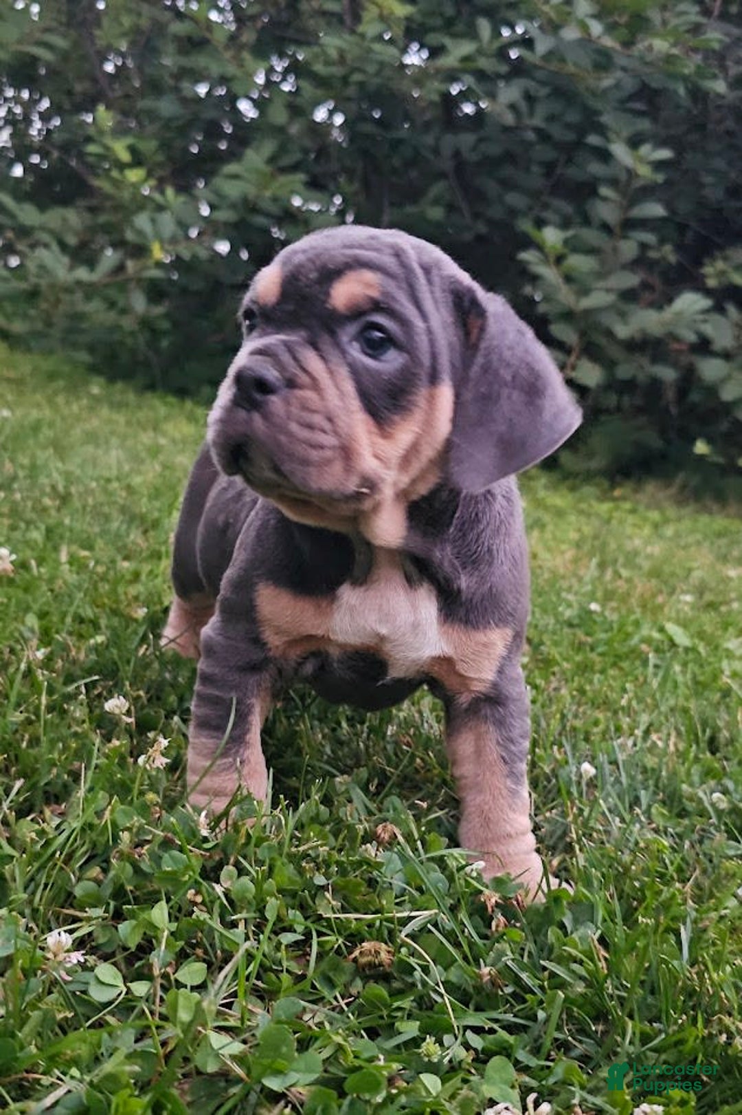 English Bulldog dogs for sale: Lava Filly - Image 3