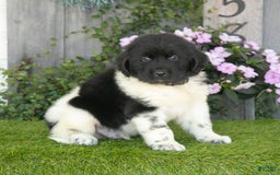 Newfoundland dogs for sale: Tank - Image 5