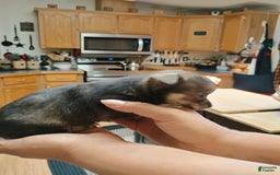 Chihuahua dogs for sale: Chihuahua 4 puppies - Image 19