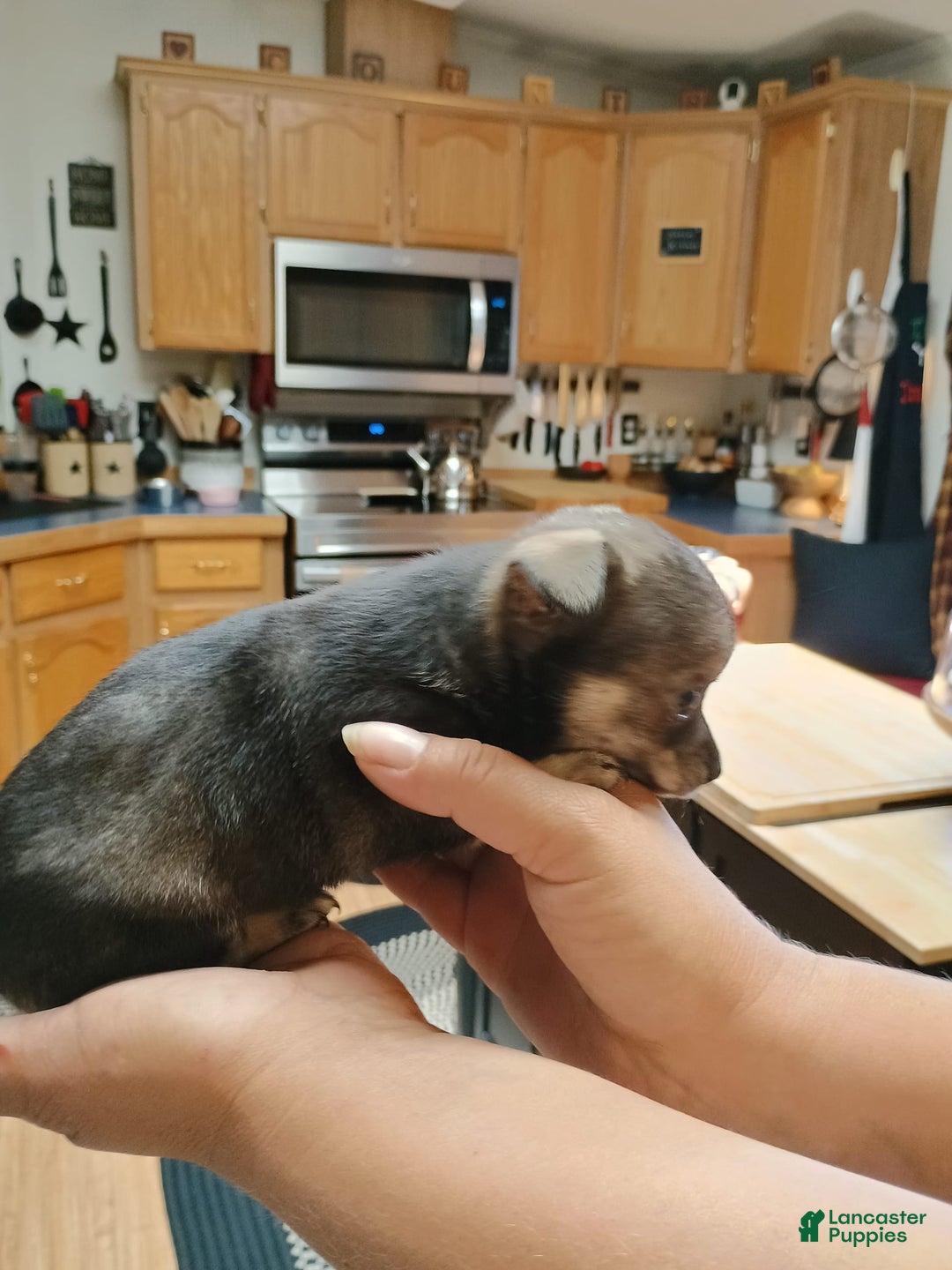 Chihuahua dogs for sale: Chihuahua 4 puppies - Image 19