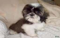 Shih Tzu dogs for sale: Teddy - Image 10