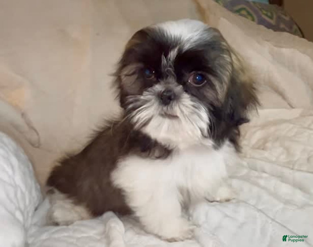 Shih Tzu dogs for sale: Teddy - Image 10