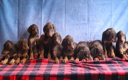 Doberman Pinscher dogs for sale: Dusty - Image 2