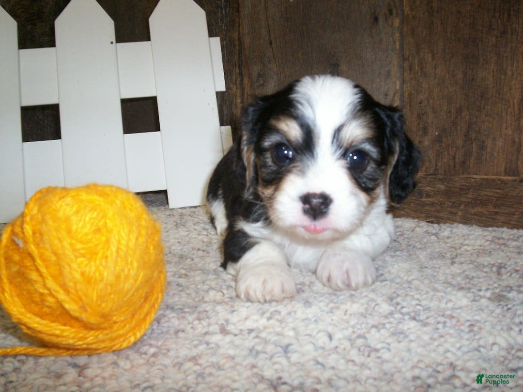 Cavachon dogs for sale: Peanut - Image 6