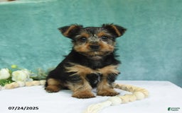 Yorkshire Terrier dogs for sale: Echo - Image 6