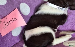 English Springer Spaniel dogs for sale: Jonie - Image 1