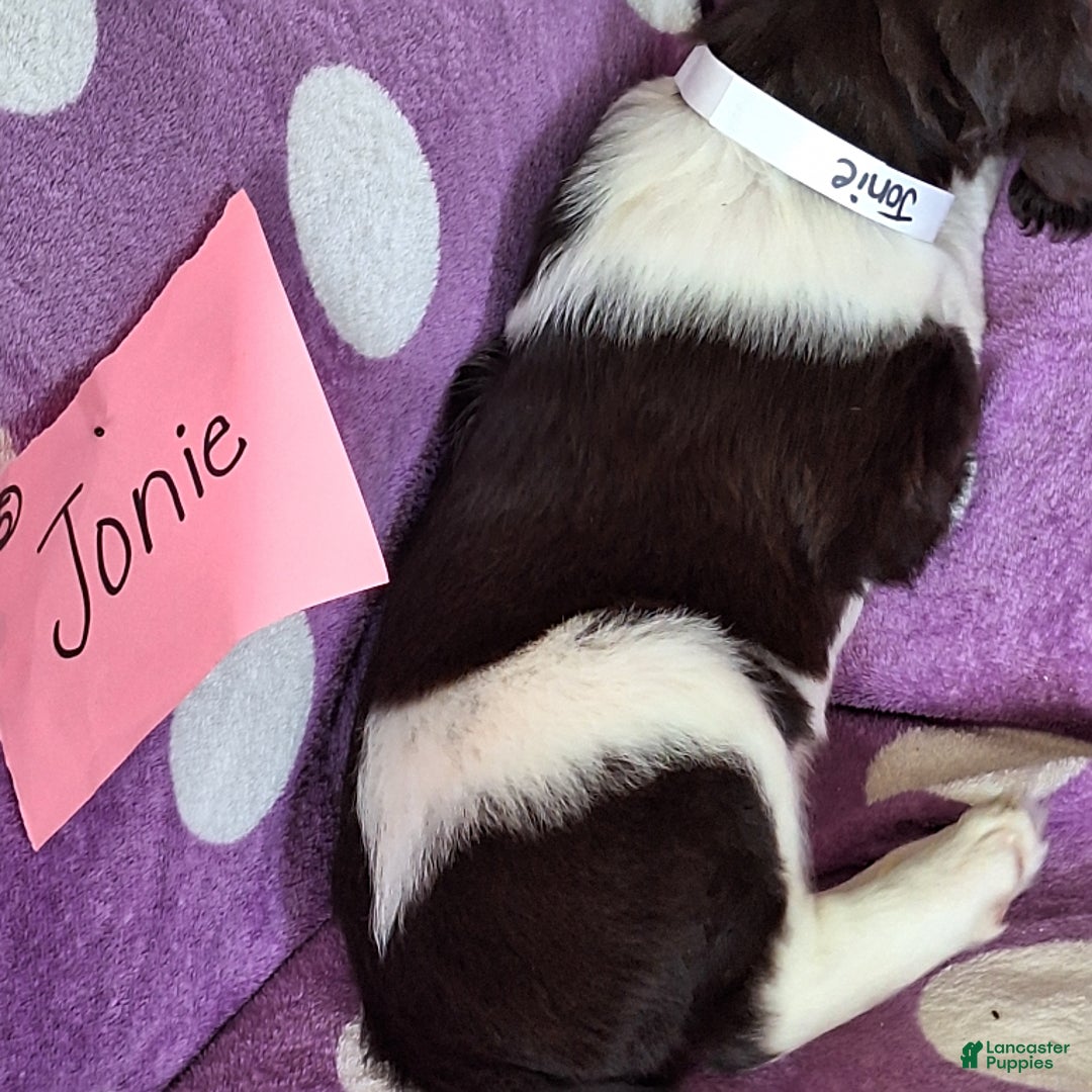 English Springer Spaniel dogs for sale: Jonie - Image 1