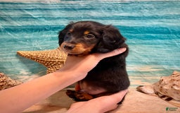 Miniature Dachshund dogs for sale: Donald - Petite - Image 2