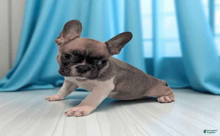 Frenchton dogs for sale - Ad 1