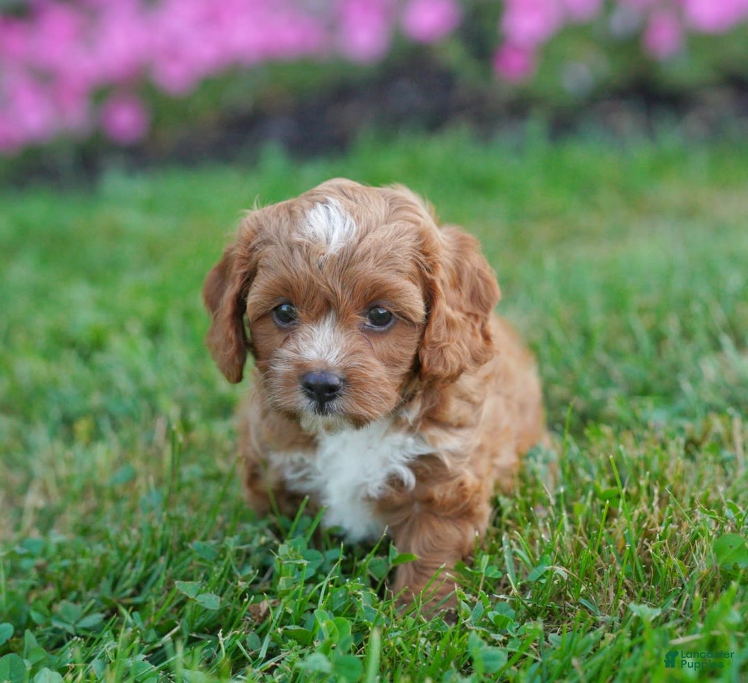 Cavapoo dogs for sale: Cocoa - Image 6