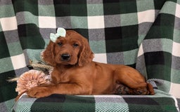Irish Setter dogs for sale: Ivy - Image 4