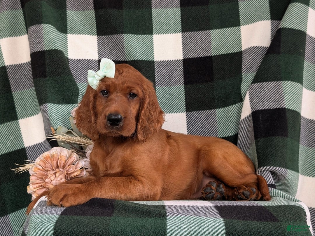 Irish Setter dogs for sale: Ivy - Image 4