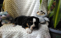 Olde English Bulldogge dogs for sale: Max - Image 1