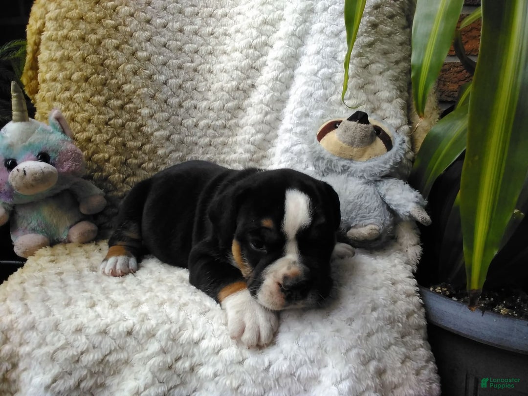 Olde English Bulldogge dogs for sale: Max - Image 1