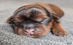 Shorkie dogs for sale: Pepper - Image 2