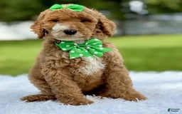 Goldendoodle dogs for sale: Dream - Image 6