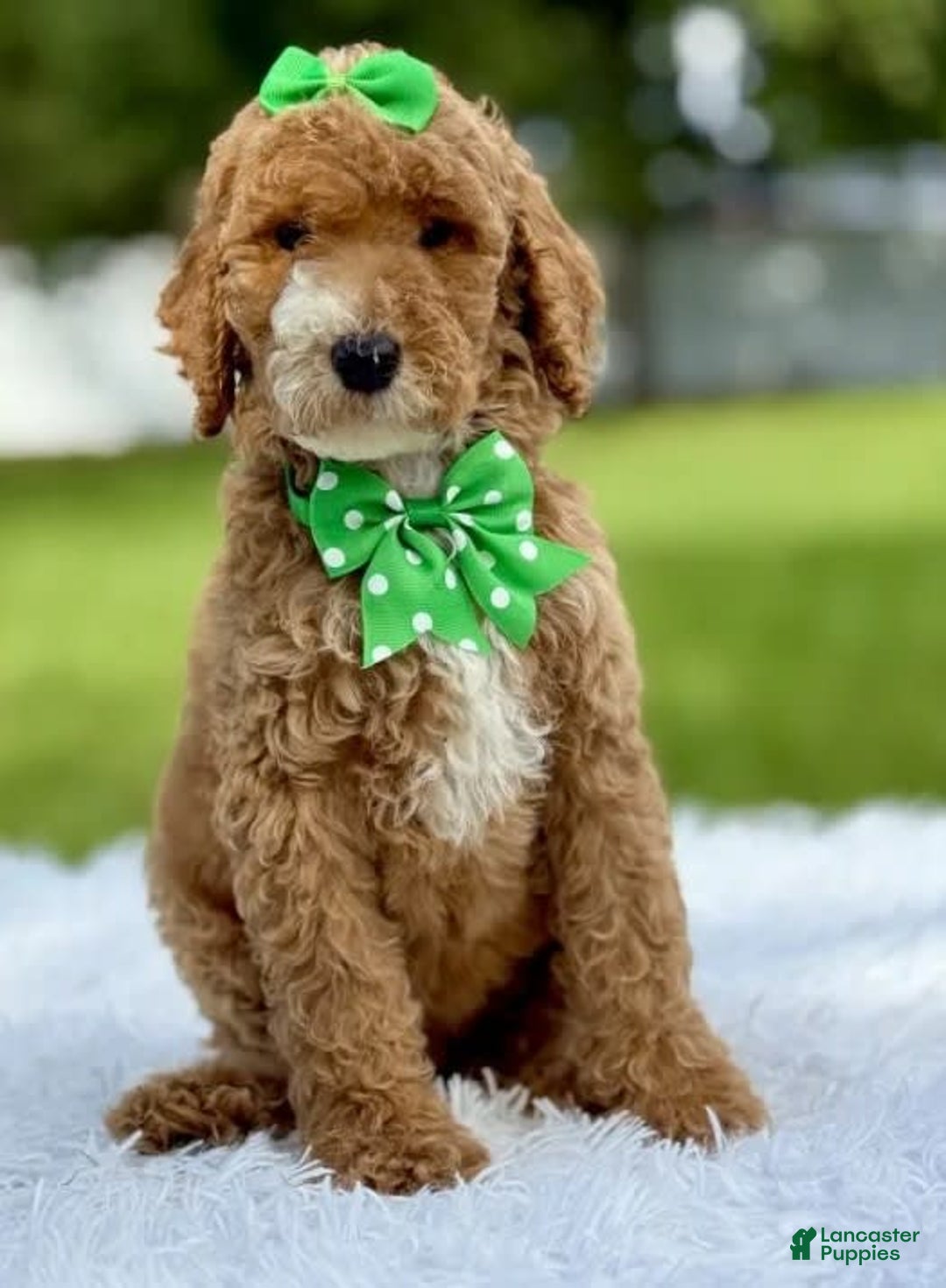 Goldendoodle dogs for sale: Dream - Image 6