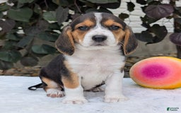 Beagle dogs for sale: Lilly - Image 1