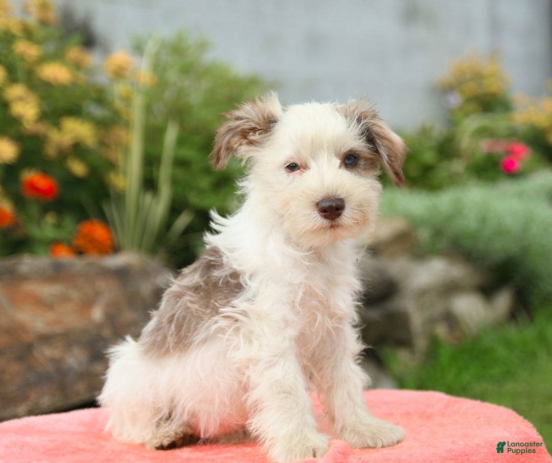 Miniature Schnauzer dogs for sale: Canyon - Image 3