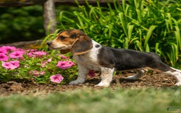 Beagle dogs for sale: Eclair - Image 12