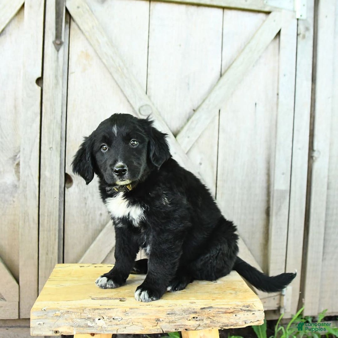 Australian Shepherd dogs for sale: Brandy - Image 9