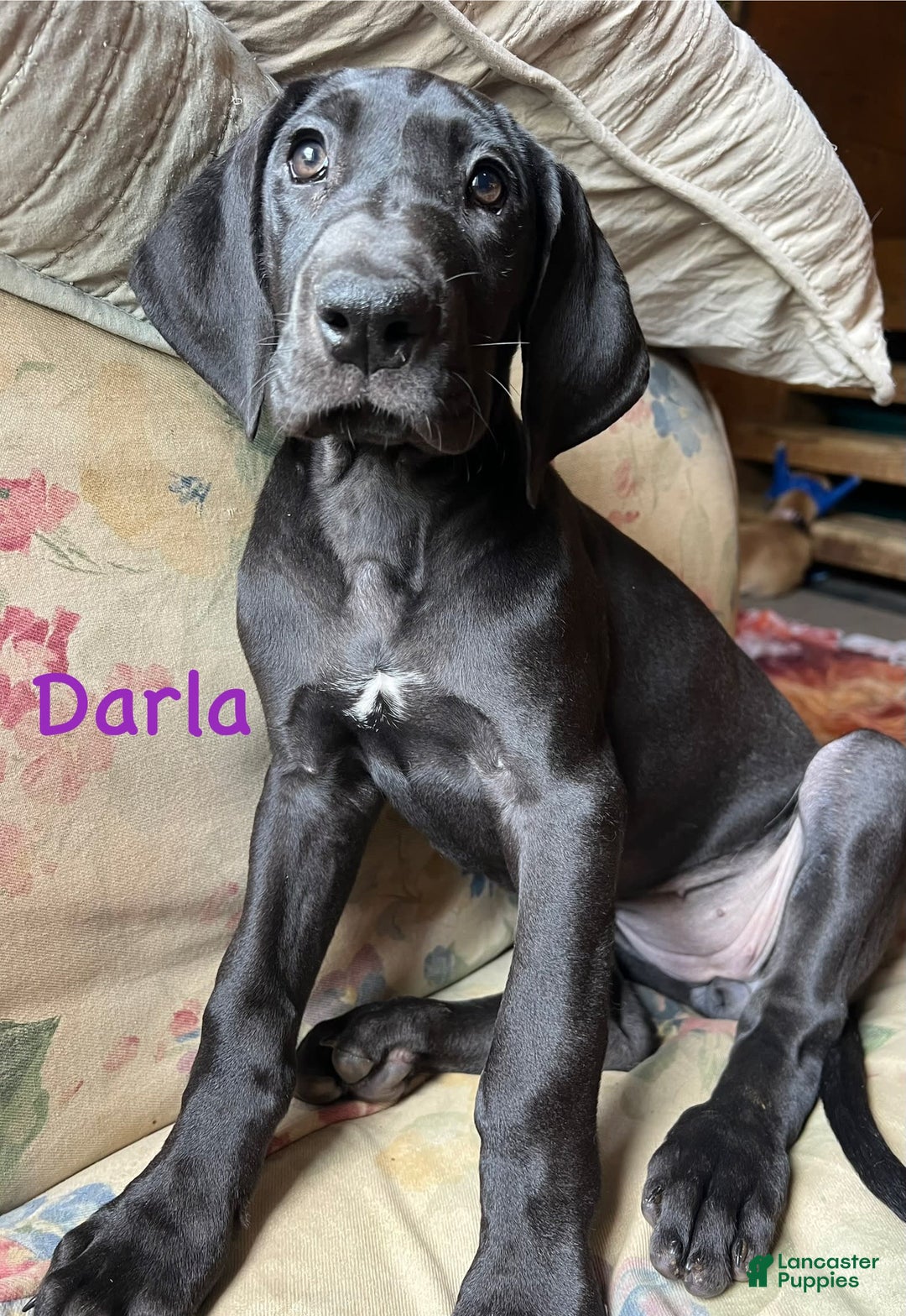 Great Dane dogs for sale: Darla - Image 2