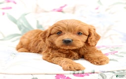 Cavapoo dogs for sale: Cavapoo 5 puppies - Image 4