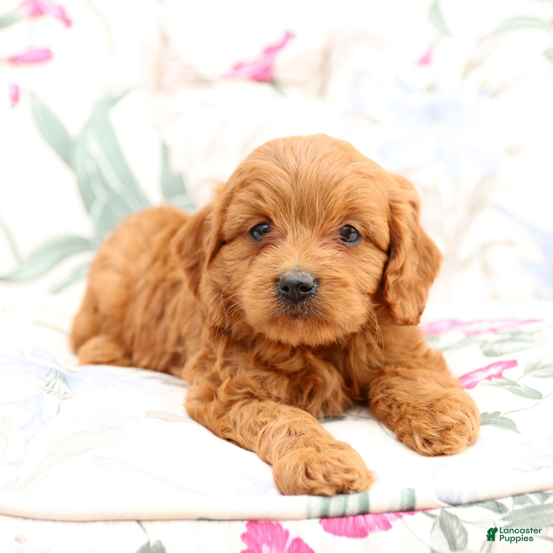 Cavapoo dogs for sale: Cavapoo 5 puppies - Image 4