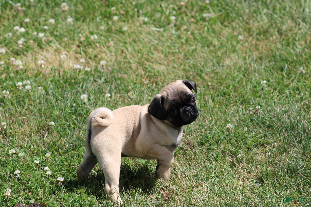 Pug dogs for sale: Pug 3 puppies - Image 4