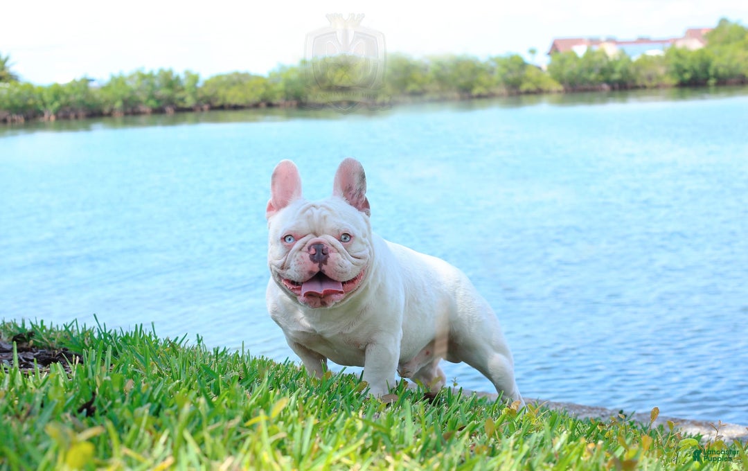 French Bulldog dogs for sale: Maya - Image 6