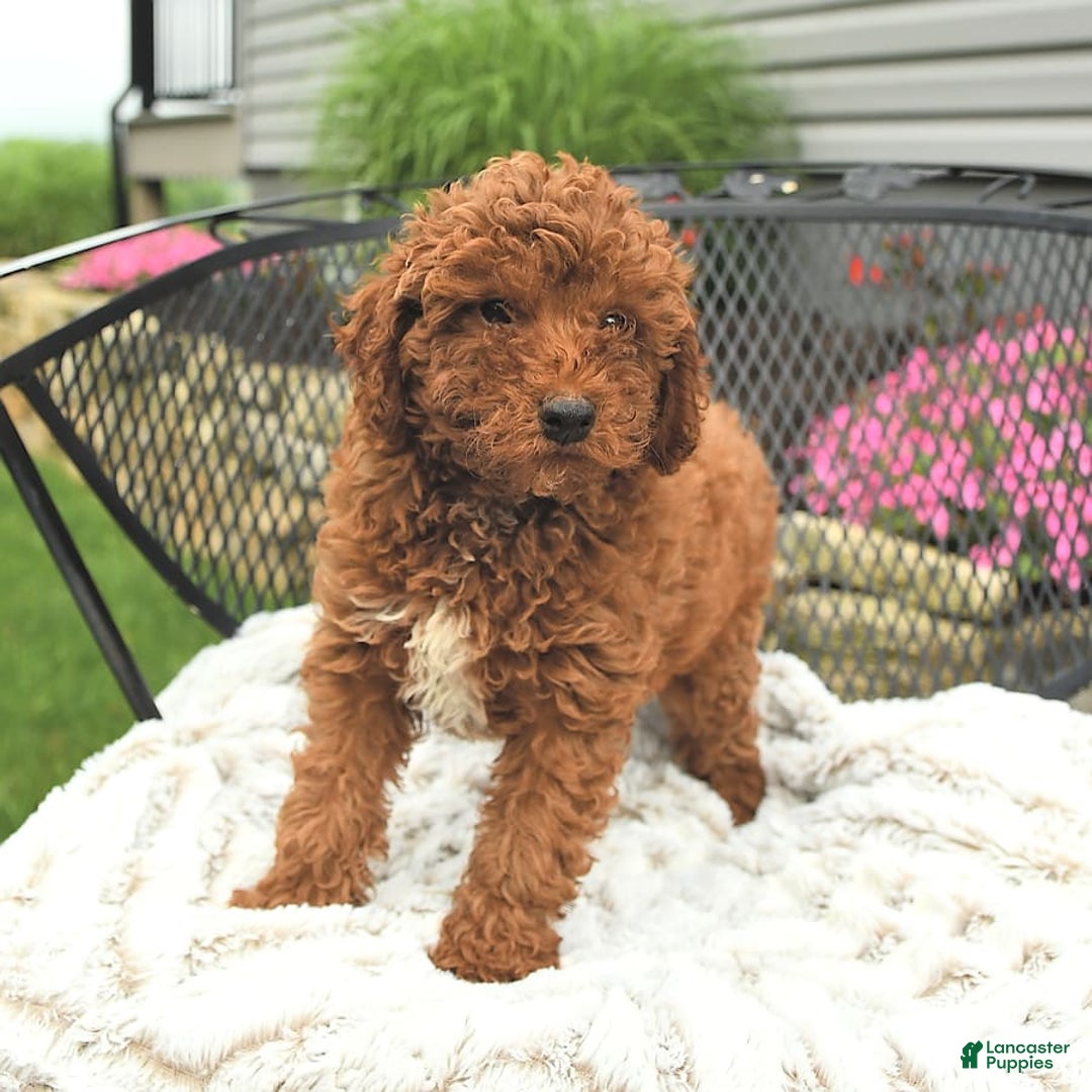 Mini Goldendoodle dogs for sale: Lacey - Image 7