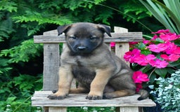 Belgian Malinois dogs for sale: Belgian Malinois 9 puppies - Image 14