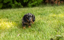 Miniature Dachshund dogs for sale: Miniature Dachshund 5 puppies - Image 4