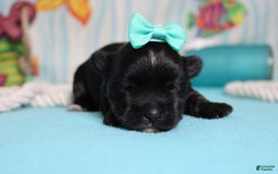 Morkie dogs for sale: Expresso - Image 9