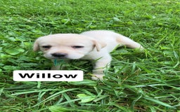 Labrador Retriever dogs for sale: Willow - Image 2