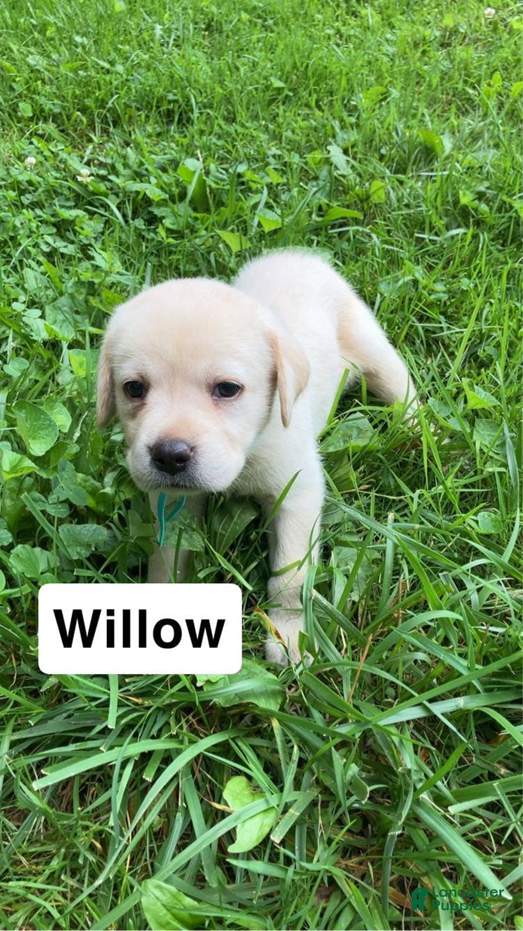 Labrador Retriever dogs for sale: Willow - Image 2