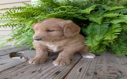 Goldendoodle dogs for sale: Bella - Image 11