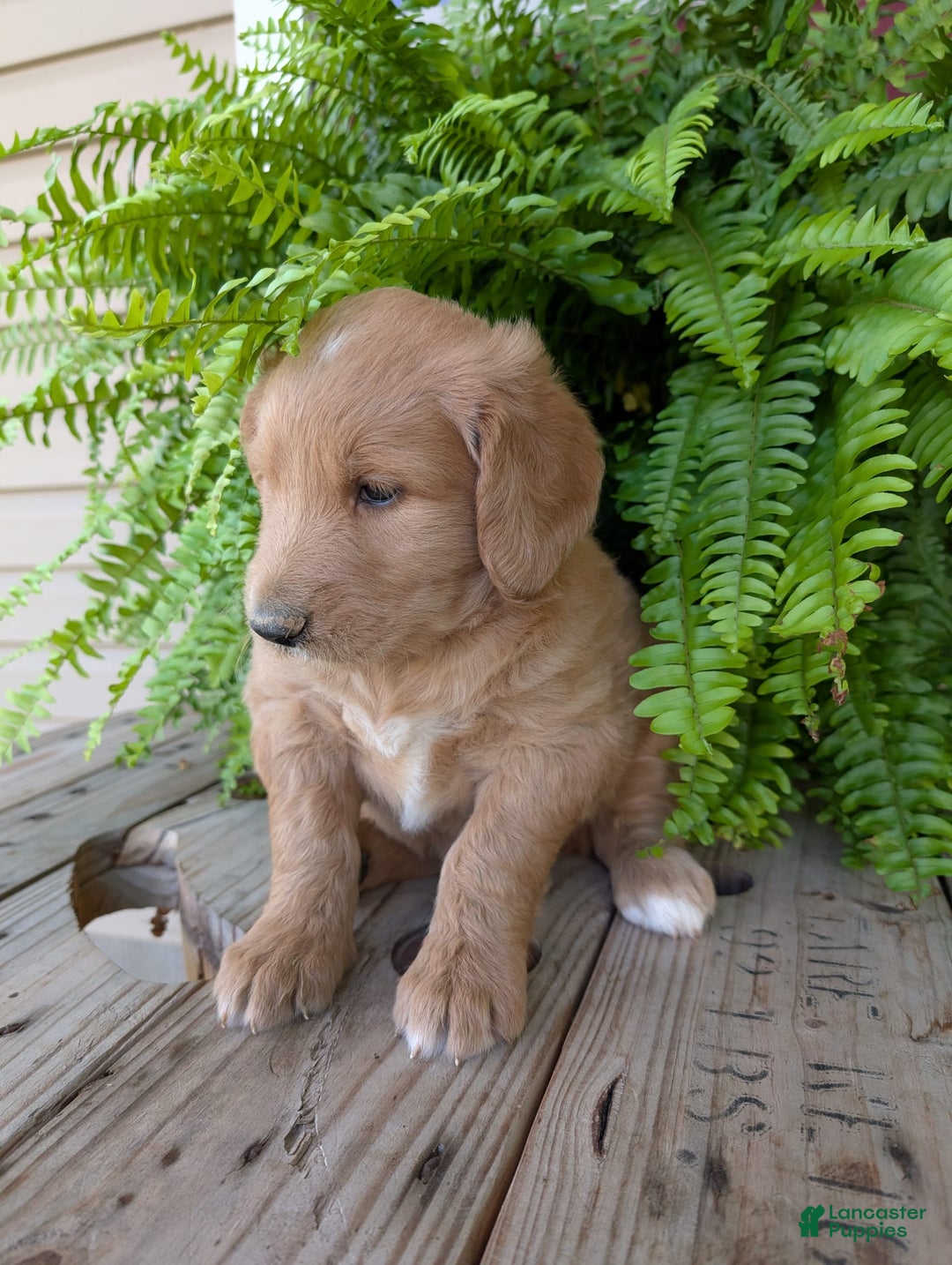 Goldendoodle dogs for sale: Bella - Image 11