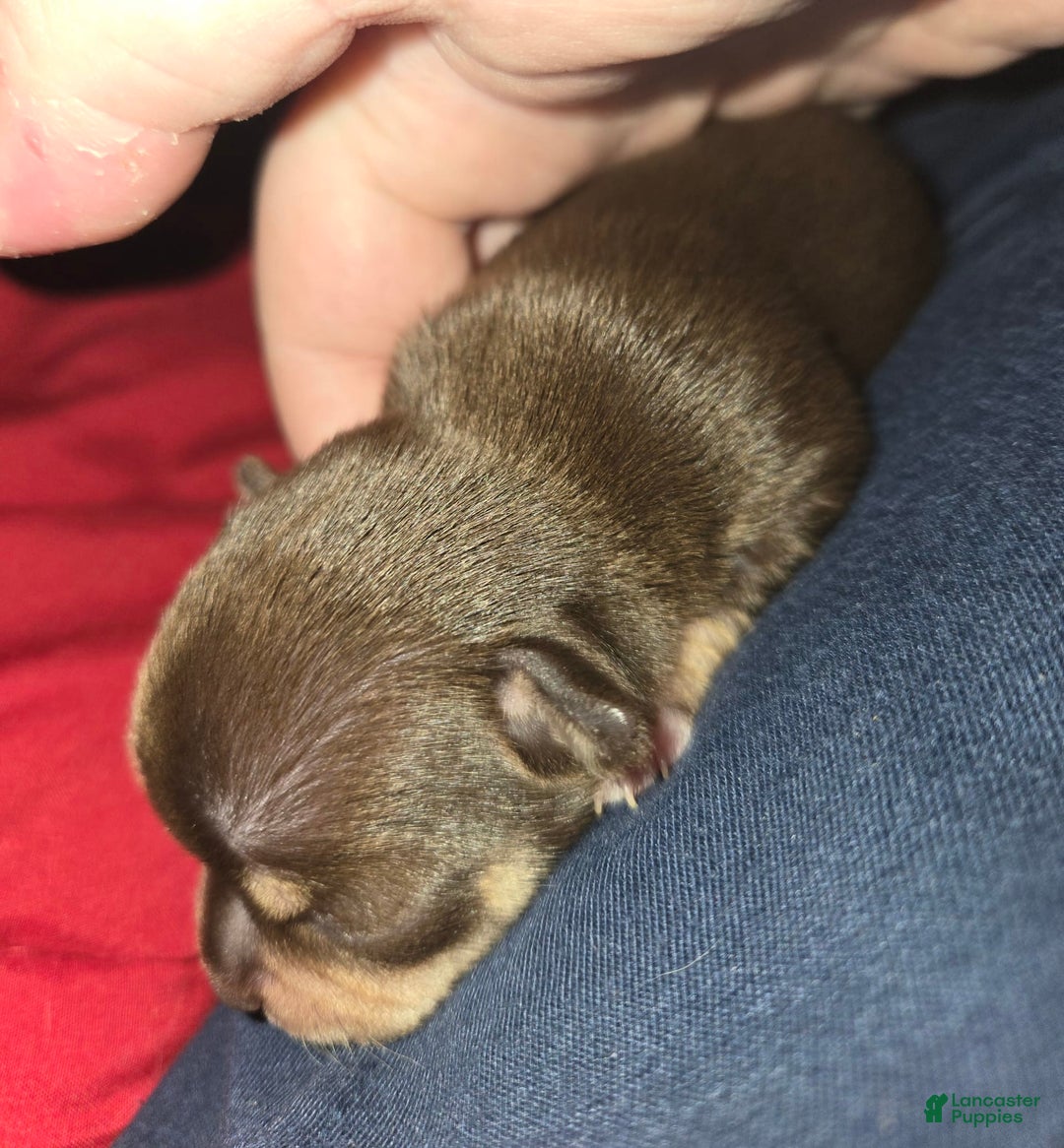 Chihuahua dogs for sale: Chocolate Girl - Image 3