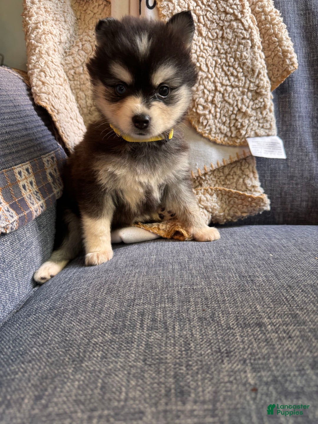 Alaskan Klee Kai dogs for sale: Kimmy - Image 4