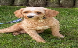 Cavapoo dogs for sale: Olivia - Image 8