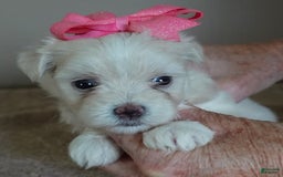 Maltese dogs for sale: Tinker - Image 13