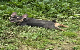 French Bulldog dogs for sale: Peanut - Image 2