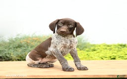 German Shorthaired Pointer dogs for sale: Jemma - Image 1